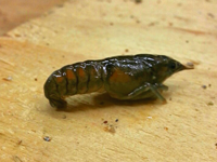 image of baby crawfish from Perch